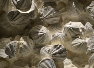 Jak zostać coachem kurs online? Jak zostać coachem kurs online?