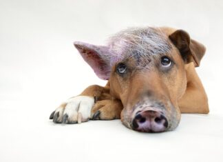 Co w coachingu określają cele?