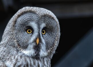 Ile Volt jest w siłę?